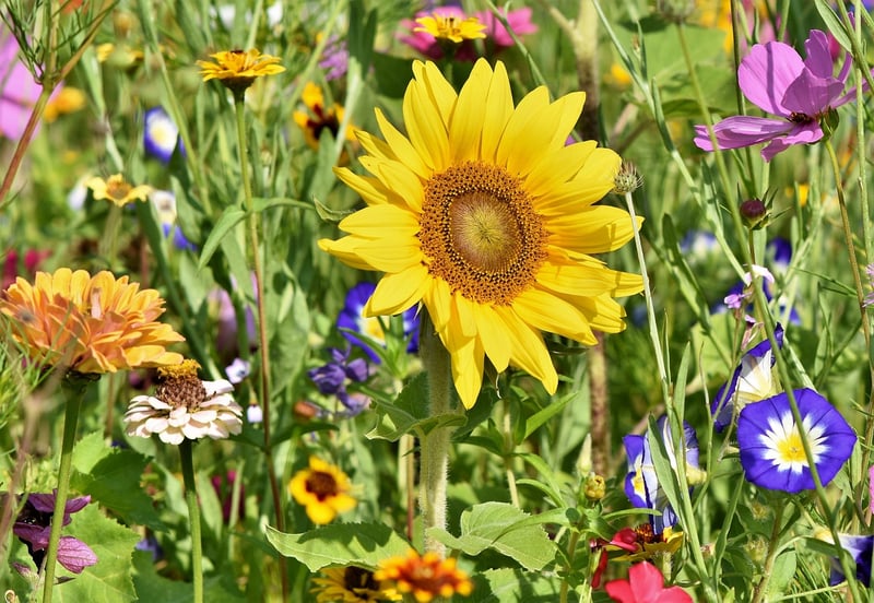 Sustainable Outdoor Ideas